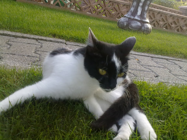 Slika