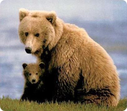 mama-and-baby-bear