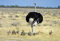 Strauß mit Küken in Etosha. © Foto: Dieter Reisenauer