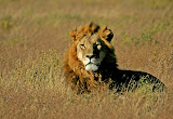 Löwe im Nxai Pan Nationalpark