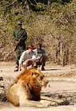 Löwenbegegnung mit Normann Carr Safaris im South Luangwa Nationalpark.