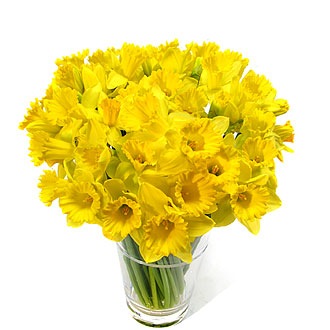 [daffodil3.jpg]