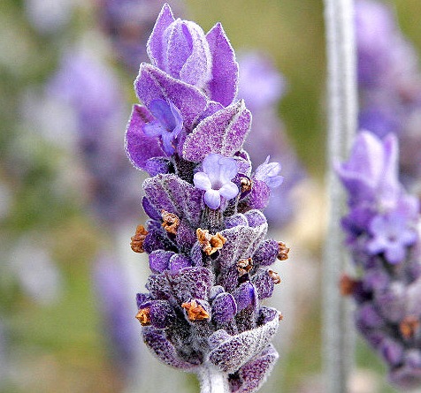 [lavender_flower5.jpg]