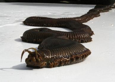 Barry, the giant sea worm captured in Britain aquarium