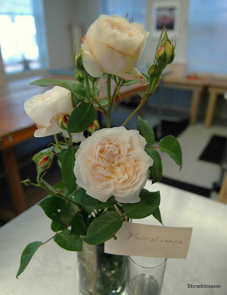 Fair Bianca Garden Rose
