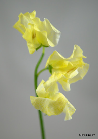 Sweet Pea Yellow