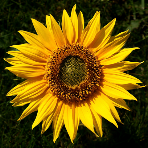 [Sunflower_Helianthus_1_edited[4].png]