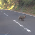 And suddenly, there were monkeys on the road :D