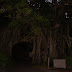 We turned around and then made our way back towards Onoaida. First made a stop around Kurio, to look at the Banyan trees.