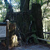 Another sugi stump.