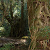 And down, past funny trees we go!