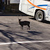 At the entrance of Yakusugi cedar land there were some tame deer running around.
