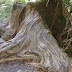 No moss on this stump...