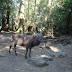 Deer posing for Yuiko's picture XD