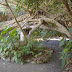 DSCF1633.JPG