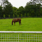 Indian Ridge at the National Stud
