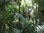 auckland domain