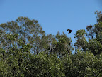 flying fox in port macquarie
