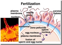 fertilization1