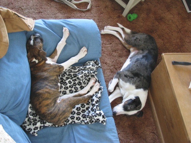 [Puppacoucha[3].jpg]