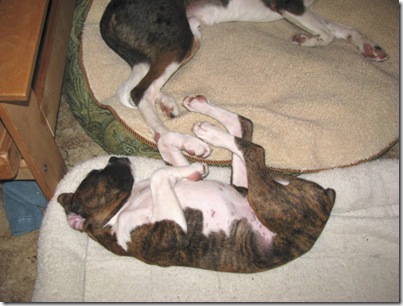Puppasnooza