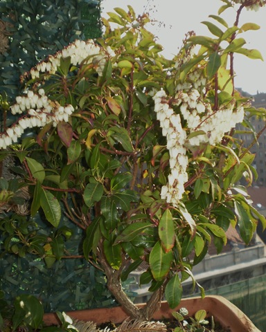 [19 marzo 2009 021[16].jpg]