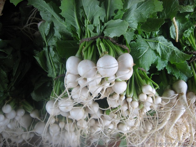 [JAPANESE TURNIPS 002[20].jpg]