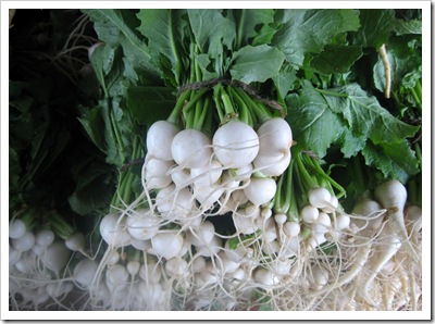 JAPANESE TURNIPS 002