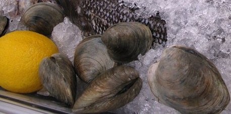 [little neck clams[4].jpg]