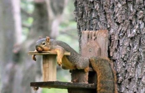 [lazy squirrel[3].jpg]