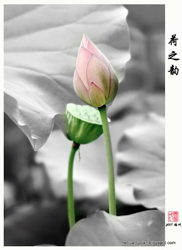 荷花图片Lotus Flower:h8d388q87t5zsu