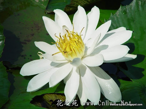 荷花图片Lotus Flower:hp7lcx9rs0e955