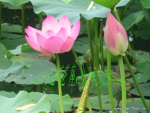荷花图片Lotus Flower:5brf0lio2z1t3w