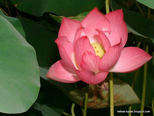 荷花图片Lotus Flower:em59t716nq6xu5