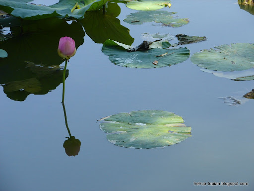 荷花图片Lotus Flower:k69ab2s0qam41c