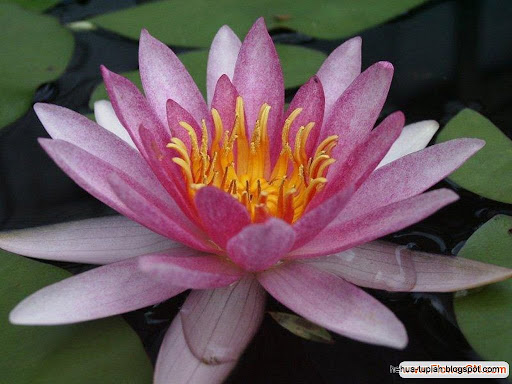 荷花图片Lotus Flower:nsgt40hs9q9359