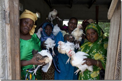 kycklingprojekt_tanzania