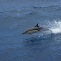 Common dolphin