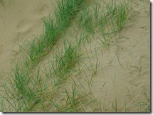 introduced marram marram grass
