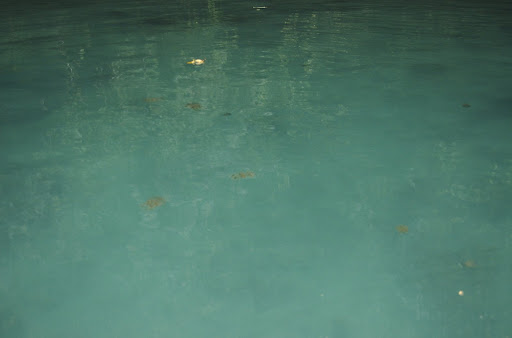 jellyfishs