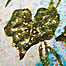 Loopy Vine Mother's Day Card Thumbnail