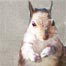 Crazy Squirrel Digital Scrapbook Layout Thumbnail