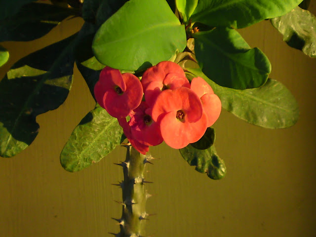  rose bud