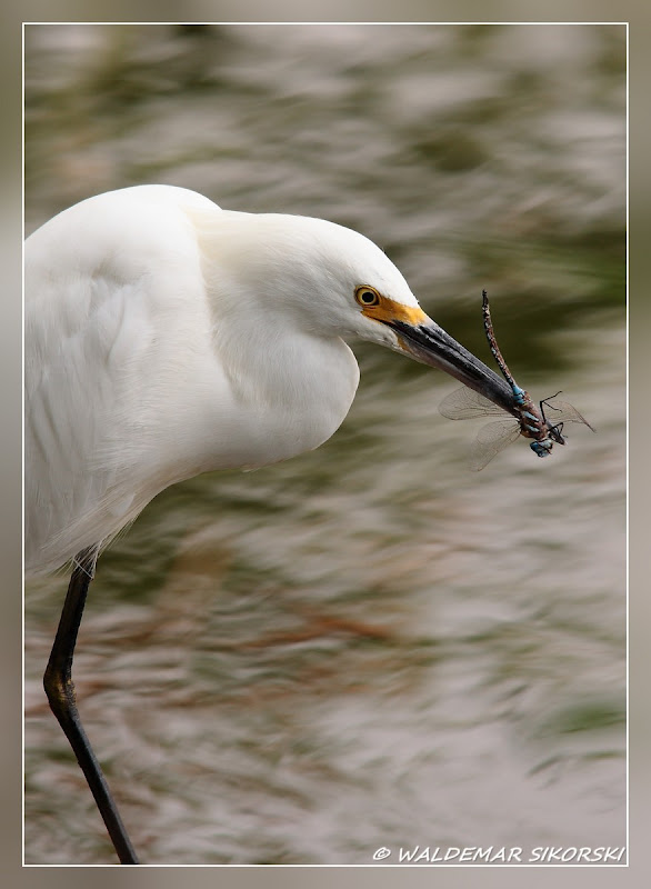 IMAGE: http://lh5.ggpht.com/_xoTzHy8krJg/SohHteO3AiI/AAAAAAAAAEE/BrLEerCoZdc/s800/WS_1361res.jpg