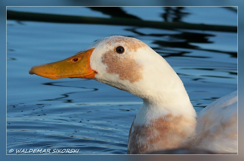 IMAGE: http://lh5.ggpht.com/_xoTzHy8krJg/SoheRHgI7II/AAAAAAAAAL8/rumvTbuje48/s800/WS_0463res.jpg