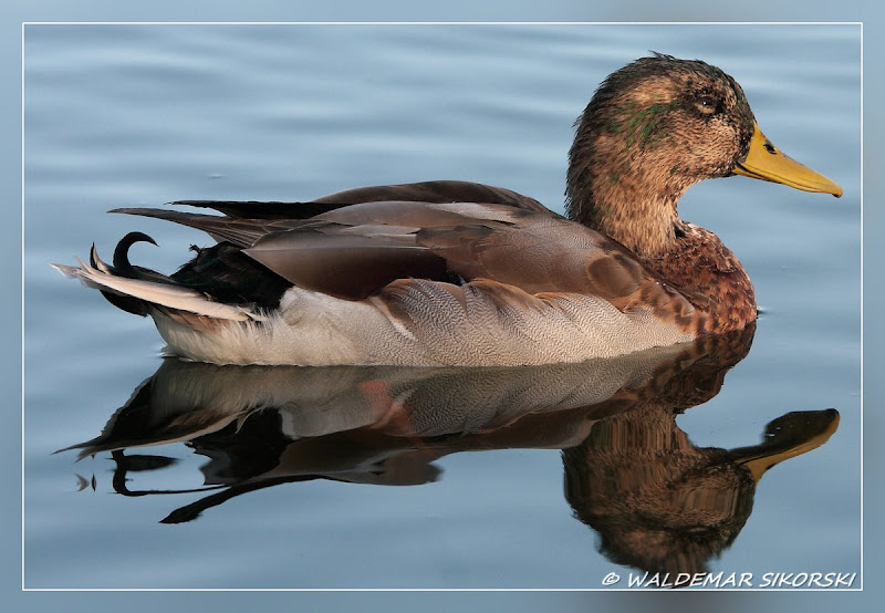 IMAGE: http://lh5.ggpht.com/_xoTzHy8krJg/SpypWUvfZdI/AAAAAAAAAro/cqTo96-P2rA/s800/WS_3807res.jpg