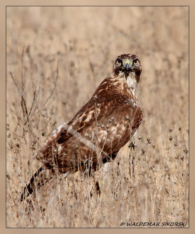 IMAGE: http://lh5.ggpht.com/_xoTzHy8krJg/SvnznyC86dI/AAAAAAAADVM/HF1-KCMqKao/s800/WS_9999_71res.jpg