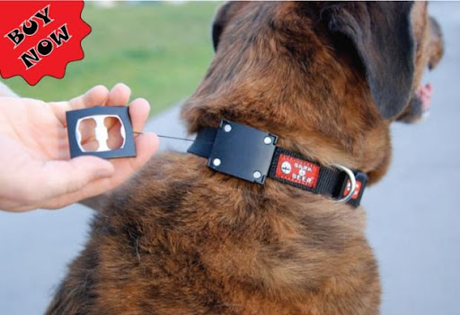 collar dog Collar de Perro con destapador, para ir de fiesta con tu mejor amigo