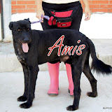 Perros adultos (Adult males)