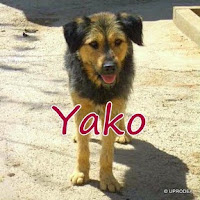 YAKO
Fecha de Nacimiento: 2004
Sexo: Macho
Raza: Mestizo
Tamaño: Grande
Rescatado de un barrio marginal 
de Sevilla donde un grupo de niños
 le pegaban a diario. Es un perro 
muy juguetón y activo. Ideal para
 una familia con niños.